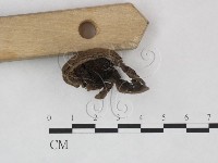 登錄號:F0025900藏品圖，第3張