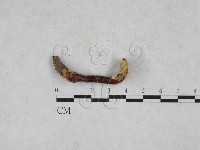 登錄號:F0025901藏品圖，第3張