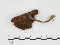 登錄號:F0025902藏品圖，第1張