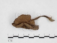 登錄號:F0025902藏品圖，第3張