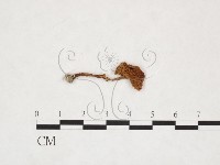 登錄號:F0025903藏品圖，第1張