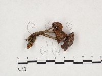 登錄號:F0025904藏品圖，第1張