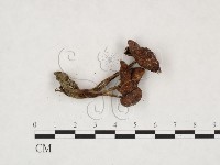 登錄號:F0025904藏品圖，第3張