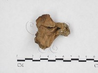 登錄號:F0025905藏品圖，第1張