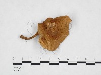 登錄號:F0025906藏品圖，第1張