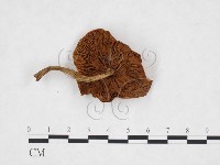 登錄號:F0025906藏品圖，第3張