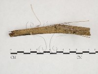 登錄號:F0025908藏品圖，第1張