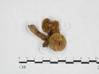 登錄號:F0025910藏品圖，第1張