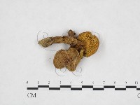 登錄號:F0025910藏品圖，第3張