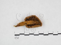 登錄號:F0025911藏品圖，第2張