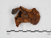登錄號:F0025912藏品圖，第3張