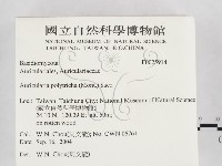 毛木耳藏品圖，第2張