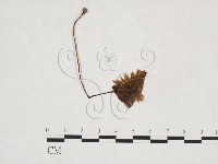 登錄號:F0025915藏品圖，第1張