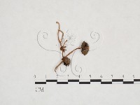 登錄號:F0025917藏品圖，第1張