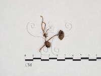 登錄號:F0025917藏品圖，第3張