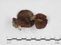 登錄號:F0025918藏品圖，第1張