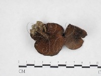 登錄號:F0025918藏品圖，第3張