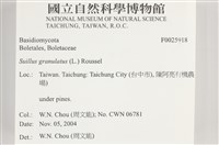 登錄號:F0025918藏品圖，第4張