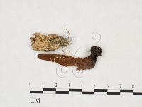 登錄號:F0025919藏品圖，第1張