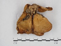登錄號:F0025922藏品圖，第1張