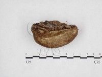 登錄號:F0025923藏品圖，第3張
