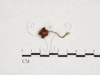 登錄號:F0025924藏品圖，第1張