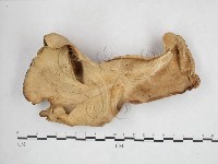 登錄號:F0025925藏品圖，第3張