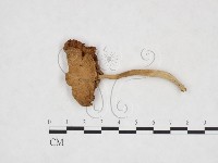 登錄號:F0025930藏品圖，第1張