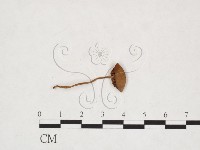 登錄號:F0025932藏品圖，第1張