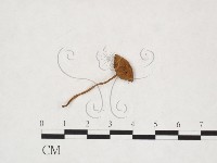 登錄號:F0025932藏品圖，第3張
