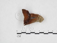 登錄號:F0025934藏品圖，第1張