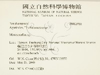 微皮傘屬藏品圖，第2張
