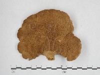 登錄號:F0025936藏品圖，第1張