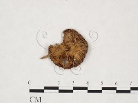 登錄號:F0025937藏品圖，第1張