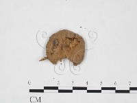 登錄號:F0025937藏品圖，第3張