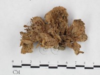 登錄號:F0025938藏品圖，第1張