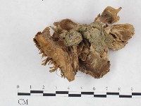 登錄號:F0025938藏品圖，第3張