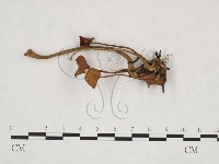 登錄號:F0025939藏品圖，第3張