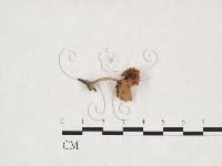 登錄號:F0025940藏品圖，第1張