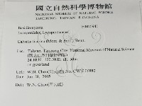紫色禿馬勃藏品圖，第2張
