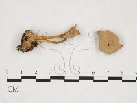 登錄號:F0025942藏品圖，第1張
