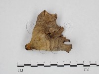 登錄號:F0025943藏品圖，第3張