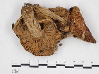 登錄號:F0025945藏品圖，第1張