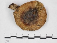 登錄號:F0025946藏品圖，第1張