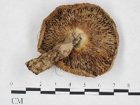 登錄號:F0025946藏品圖，第3張