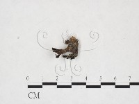 登錄號:F0025949藏品圖，第1張