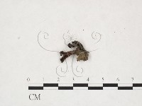 登錄號:F0025949藏品圖，第3張