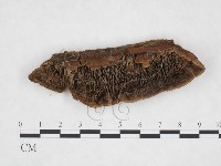 登錄號:F0025950藏品圖，第1張
