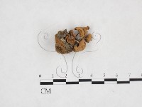 登錄號:F0025951藏品圖，第3張