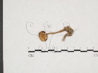 登錄號:F0025952藏品圖，第1張